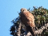 DSCN 2919.jpg Faucon crécerelle mâle Falco tinnunculus à Capitello