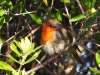 DSCN 2894.jpg Rougegorge familier Erithacus rubecula à la tour de Capitello