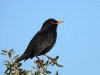 DSCN 3092.jpg Merle noir Turdus merula à Capitello