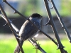 DSCN 3179.jpg Fauvette à tête noire mâle Sylvia atricapilla à La Viva à Porticcio