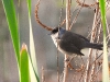 DSCN 3645.jpg Fauvette à tête noire mâle Sylvia atricapilla à la Viva, Porticcio