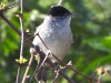 DSCN 3654.jpg Fauvette à tête noire mâle Sylvia atricapilla à la Viva, Porticcio
