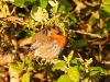 DSCN 3685.jpg Rougegorge familier Erithacus rubecula à Capitello