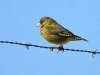 DSCN 3750.jpg Verdier d'Europe Carduelis chloris sur la clôture de l'aéroport d'Ajaccio