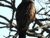 DSCN 4705.jpg Milan royal Milvus milvus sur la digue à Air Corsica