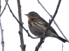 DSCN 4733.jpg Pipit des arbres Anthus trivialis sur la piste de la paillotte Capo di Feno