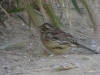 DSCN 5228.jpg Bruant zizi Emberiza cirlus au camping de la plage à Macinaggio