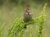 DSCN 5560.jpg Bruant proyer Emberiza calandra à la baie de Tamarone