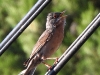 Fauvette de Moltoni Curruca subalpina à Sagone