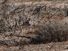 DSCN 7112.jpg Pluviers dorés (6) Pluvialis apricaria à l'aéroport côté mer