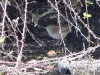 DSCN 7150.jpg Gorgebleue à miroir Luscinia svecica à l'aéroport côté mer