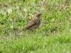 DSCN 7248.jpg Pipit farlouse Anthus pratensis à Capitello