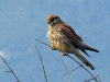 dsc 9063.jpg Faucon crécerelle femelle Falco tinnincullus à Capitello
