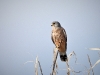 dscn 0740.jpg Faucon crécerelle mâle Falco tinnunculus au parking de la Parata