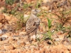 DSCN 6293.jpg Alouette calandrelle Calandrella brachydactyla au camp Raffalli à Calvi