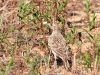DSCN 6311.jpg Alouette calandrelle Calandrella brachydactyla au camp Raffalli à Calvi