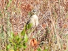 DSCN 6324.jpg Pipit rousseline Anthus campestris au camp Raffalli à Calvi