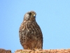 DSCN 6378.jpg Faucon crécerelle mâle Falco tinnunculus à la tour de Capitello, Porticcio
