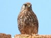 DSCN 6381.jpg  Faucon crécerelle mâle Falco tinnunculus à la tour de Capitello, Porticcio