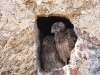 DSCN 6393.jpg Nid de faucons crécerelles Falco tinnunculus à la tour de Capitello, Porticcio