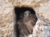DSCN 6399.jpg Nid de faucons crécerelles Falco tinnunculus à la tour de Capitello, Porticcio