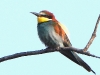 DSCN 6420.jpg Guépier d'Europe Merops apiaster à Casavone, Porticcio