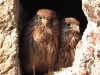 dscn 6457.jpg Juvéniles de faucons crécerelles Falco tinnunculus dans la tour de Capitello