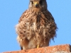 DSCN 6465.jpg Faucon crécerelle femelle Falco tinnunculus dans la tour de Capitello