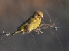 DSCN 6751.jpg Verdier d'Europe Carduelis chloris collectant du crin de cheval à l'entrée de la piste de la paillote de Grand Capo