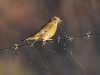 DSCN 6760.jpg Verdier d'Europe Carduelis chloris collectant du crin de cheval à l'entrée de la piste de la paillote de Grand Capo
