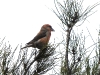 DSCN 7961.jpg Bec-croisé des sapins Loxia curvirostra en forêt d'Aïtone