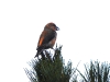DSCN 7971.jpg  Bec-croisé des sapins Loxia curvirostra en forêt d'Aïtone