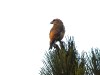 DSCN 8001.jpg Bec-croisé des sapins Loxia curvirostra en forêt d'Aïtone