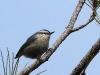 DSCN 8043.jpg Sittelle corse femelle Sitta whiteheadi au Belvédère en forêt d'Aïtone