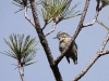 DSCN 8059.jpg Sittelle corse femelle Sitta whiteheadi au Belvédère en forêt d'Aïtone