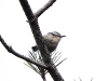 dscn 8081.jpg Sittelle corse femelle Sitta whiteheadi au Belvédère en forêt d'Aïtone