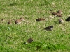 DSCN 8237.jpg Moineaux friquets Passer montanus en face du cimetière d'Ajaccio