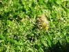 DSCN 8254.jpg Bruant zizi Emberiza cirlus en face du cimetière d'Ajaccio