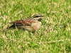 DSCN 8284.jpg Bruant zizi Emberiza cirlus en face du cimetière d'Ajaccio