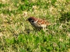 DSCN 8288.jpg Moineau friquet Passer montanus en face du cimetière d'Ajaccio