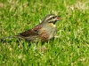 DSCN 8290.jpg Bruant zizi Emberiza cirlus en face du cimetière d'Ajaccio