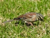 DSCN 8203.jpg Bruant zizi Emberiza cirlus en face du cimetière d'Ajaccio