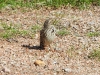 DSCN 8317.jpg Bruant zizi Emberiza cirlus en face du cimetière d'Ajaccio