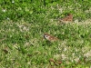 DSCN 8323.jpg  Moineaux friquets Passer montanus en face du cimetière d'Ajaccio