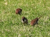 DSCN 8341.jpg Moineaux friquets Passer montanus en face du cimetière d'Ajaccio