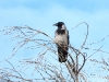 DSCN 8370.jpg Corneille mantelée Corvus cornis à la Parata