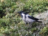 DSCN 8409.jpg Corneilles mantelées Corvus cornis à la Parata