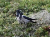 DSCN 8410.jpg Corneilles mantelées Corvus cornis à la Parata