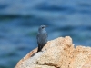 DSCN 8578.jpg Monticole bleu Monticola solitarius à la Punta Capigliolo