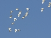 dsc0119.jpg Hérons garde-boeufs Bubulcus ibis au dessus de l'étang de Casavone à Porticio 
